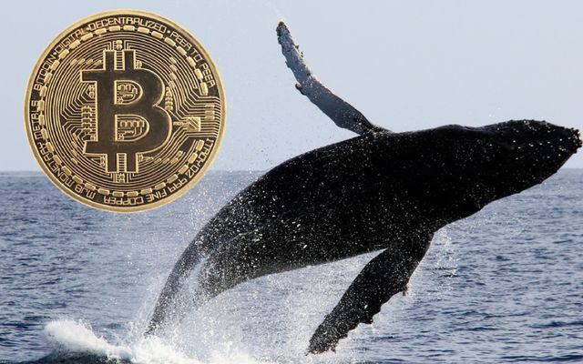 Биткоин стремительно падает: крипто-киты выходят из засады?