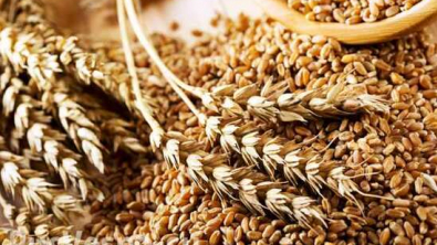 С 14 декабря экспортная пошлина на пшеницу повысится на 12%